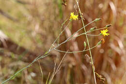 Imagem de Pityopsis graminifolia var. tracyi (Small) J. C. Semple