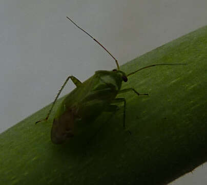 Image of Tea Plant bug