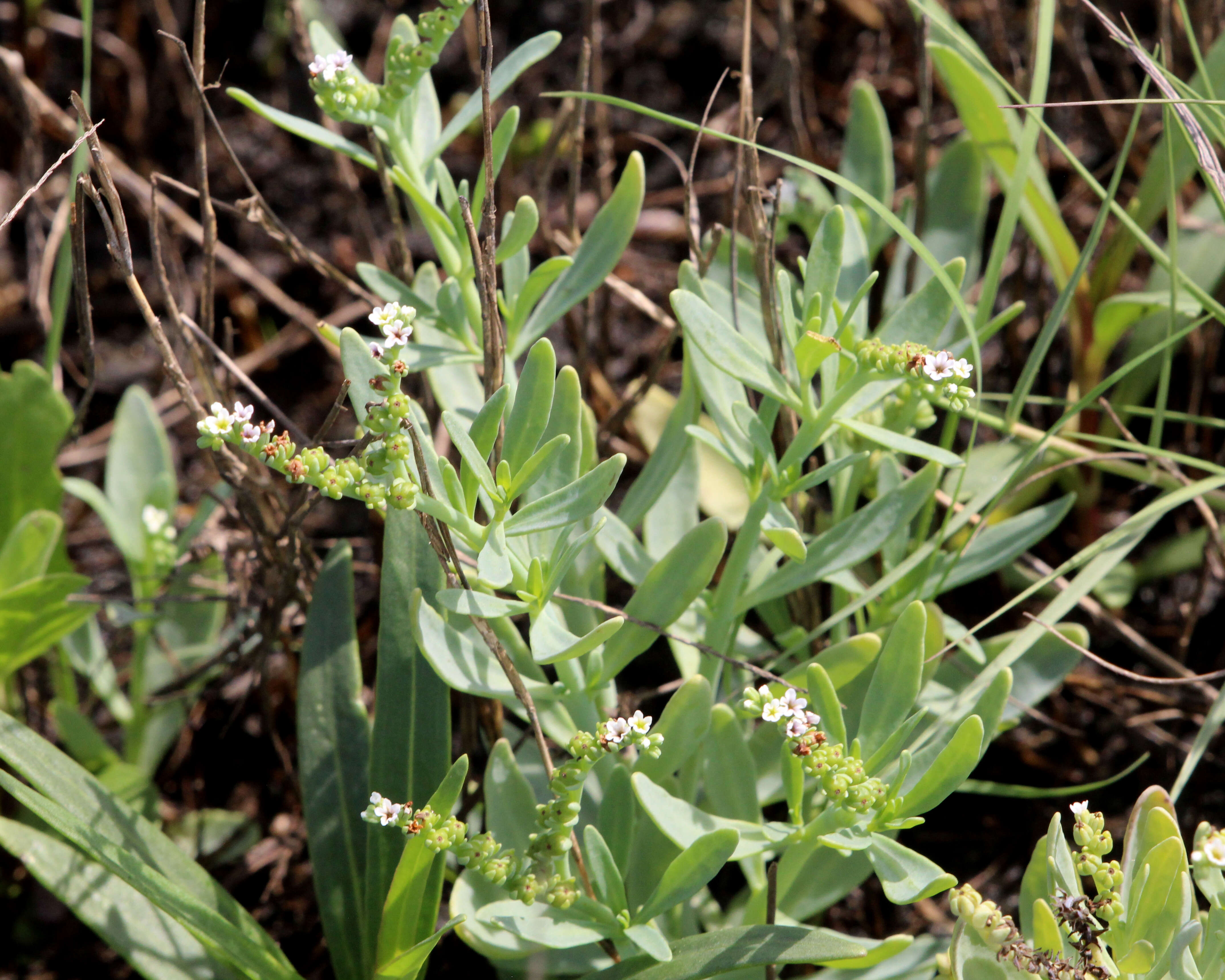 Heliotropium curassavicum L.的圖片