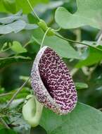 صورة Aristolochia elegans Mast.