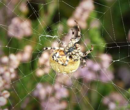 Image of Araneus quadratus Clerck 1757