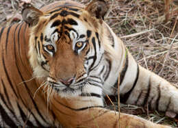 Image of Tiger