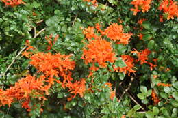 Image of Cape honeysuckle