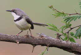 Image of Bar-throated Apalis