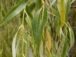 Plancia ëd Salix babylonica L.