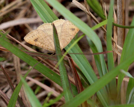 Image of Vetch Looper Moth