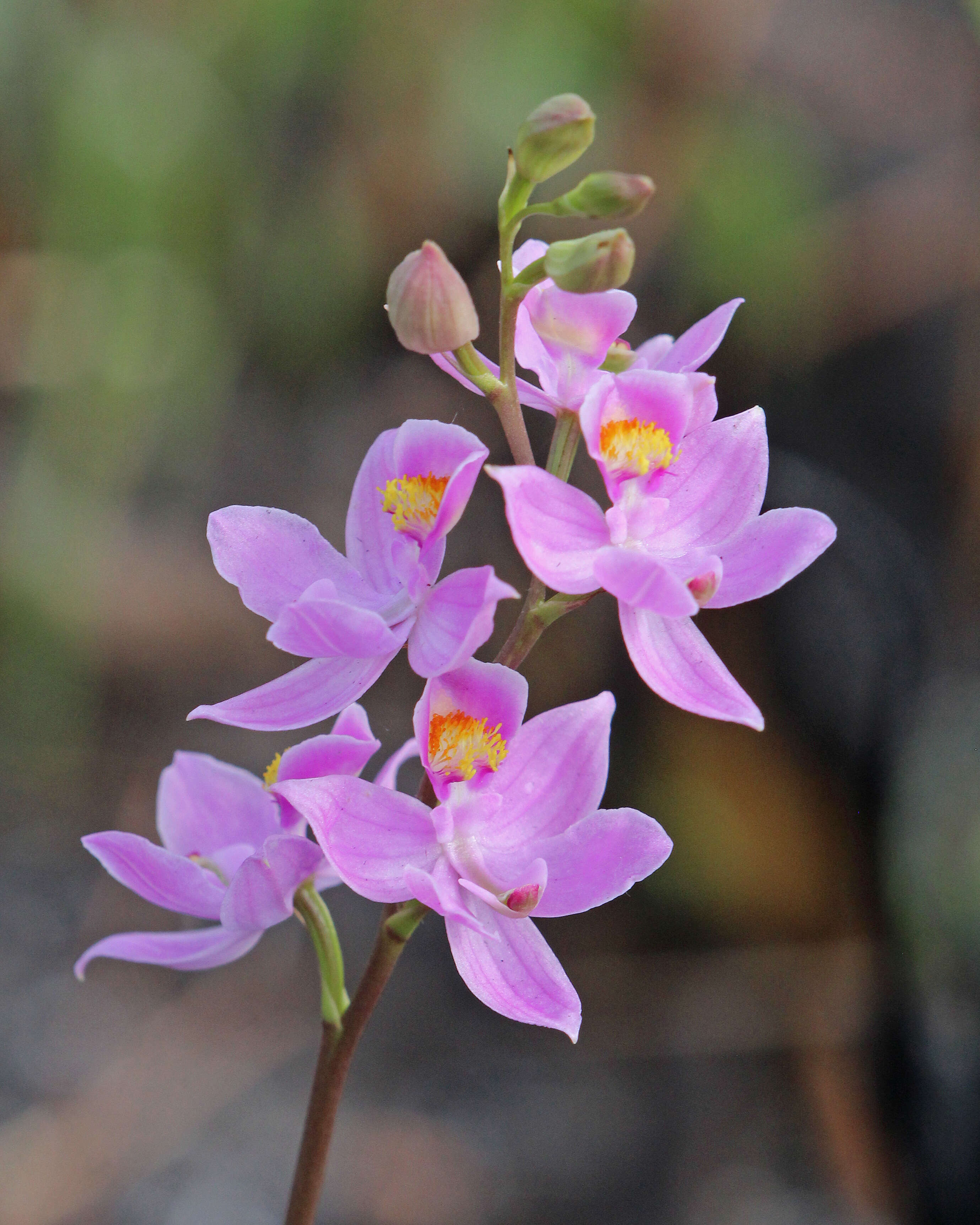 Image of Many-flowered grass-pink orchid