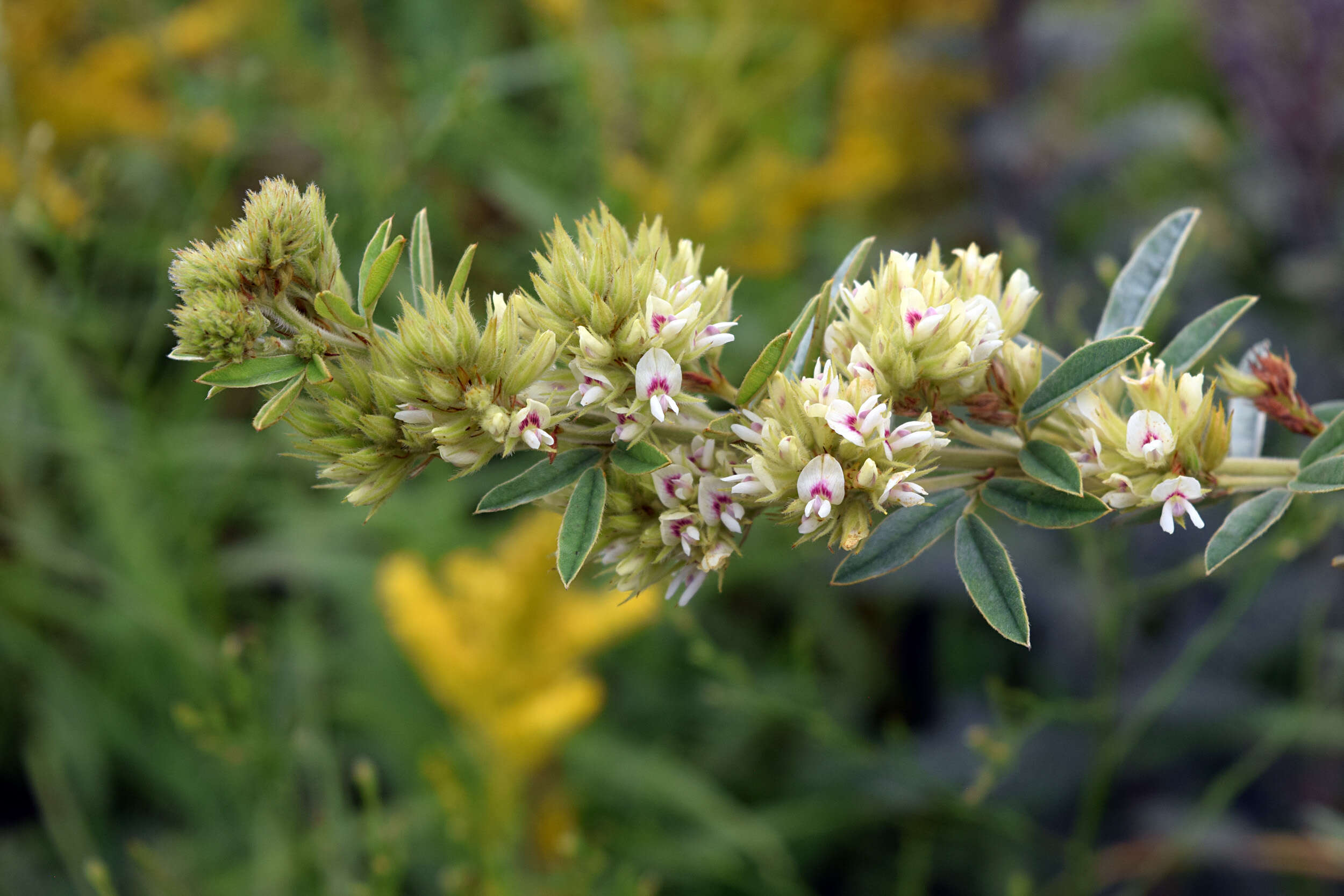 Lespedeza capitata Michx. resmi