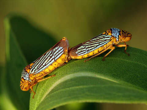 Image of Black-winged sharpshooter