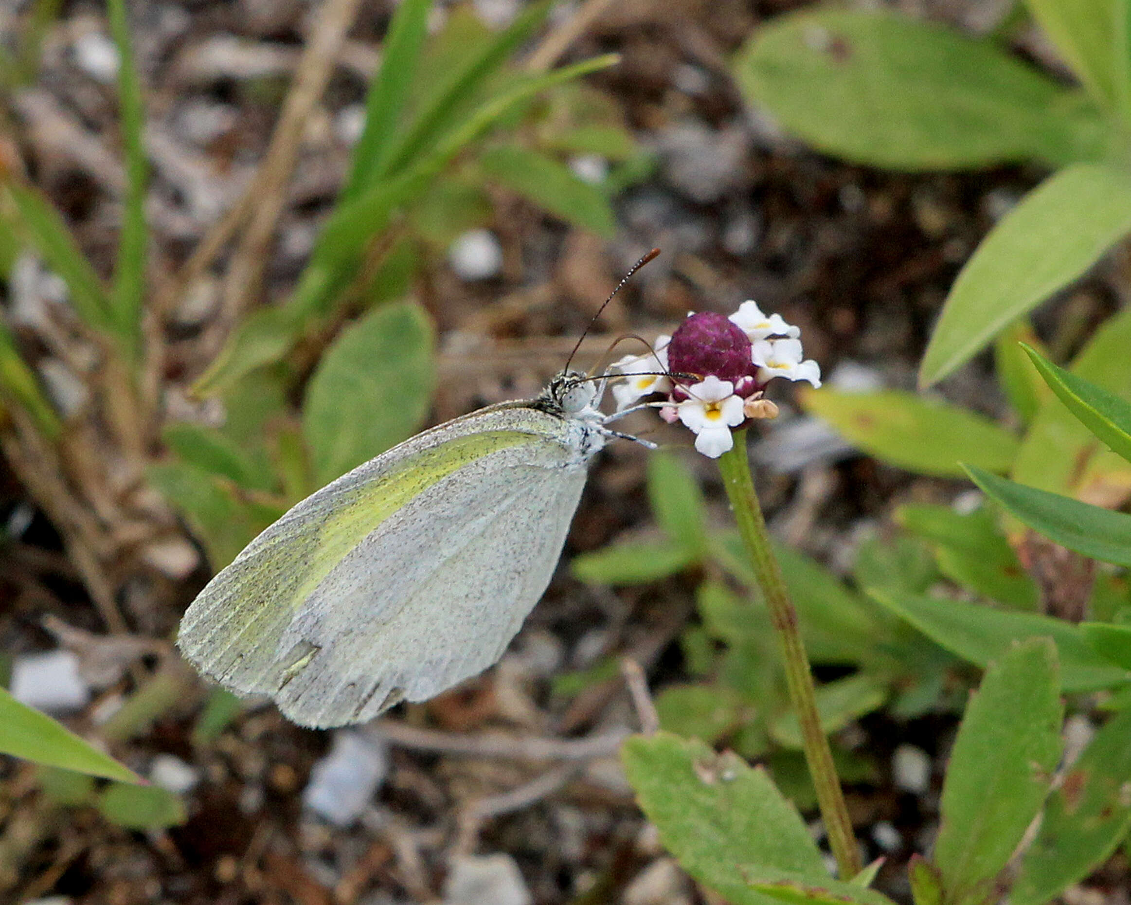 Image of Barred Yellow