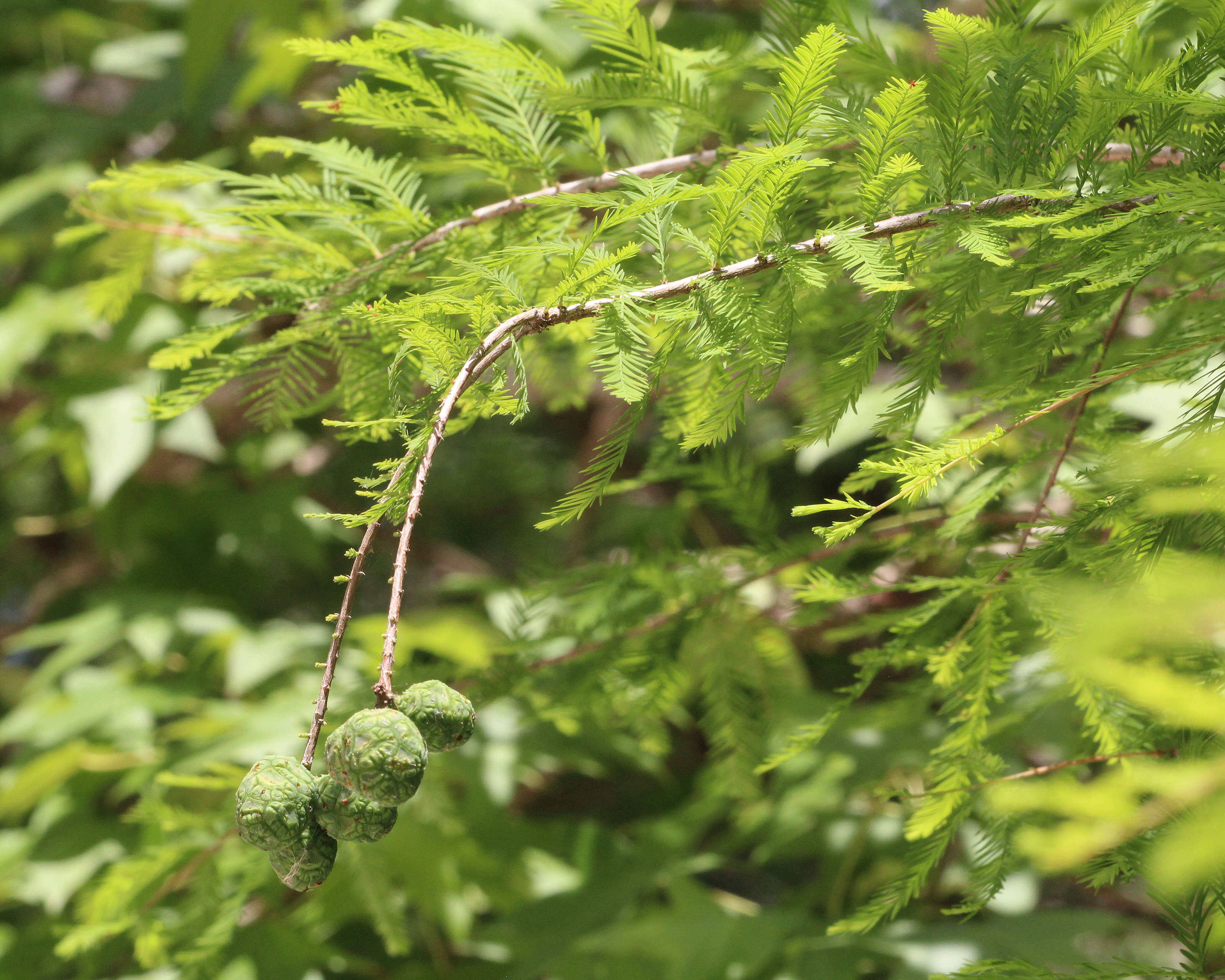 Image of Bald Cypress