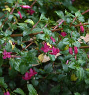 Image of Fuchsia microphylla Kunth