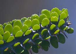 Image of Madagascan ocotillo