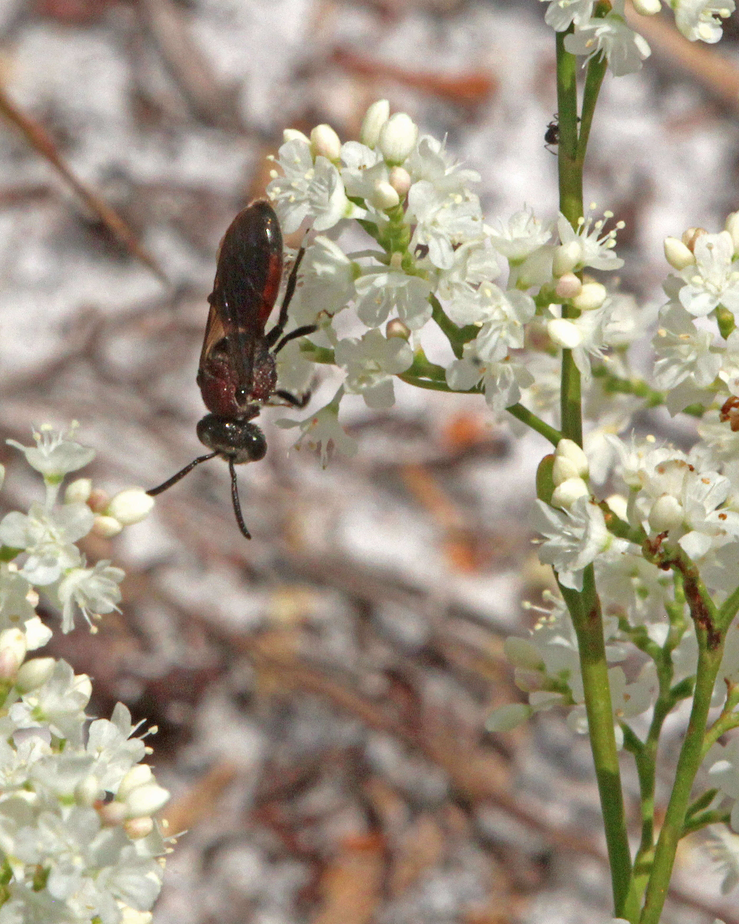 Sphecodes heraclei Robertson 1897的圖片