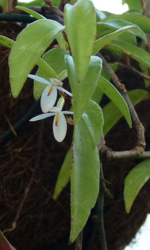 Image of Begonia xiphophylla Irmsch.