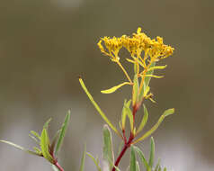 Image of narrowleaf yellowtops