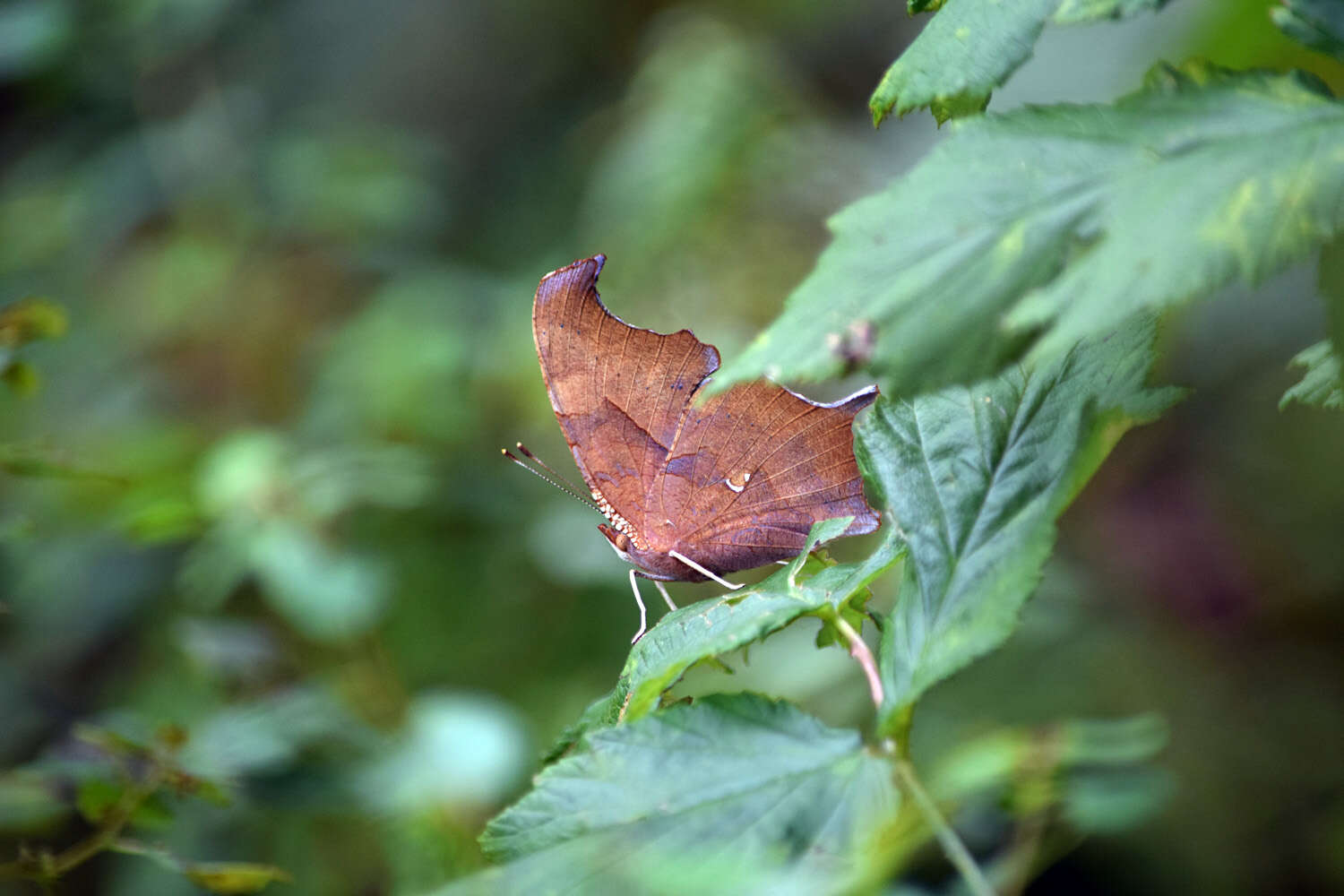 Слика од Polygonia interrogationis Fabricius 1798