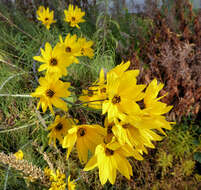 Image of willowleaf sunflower