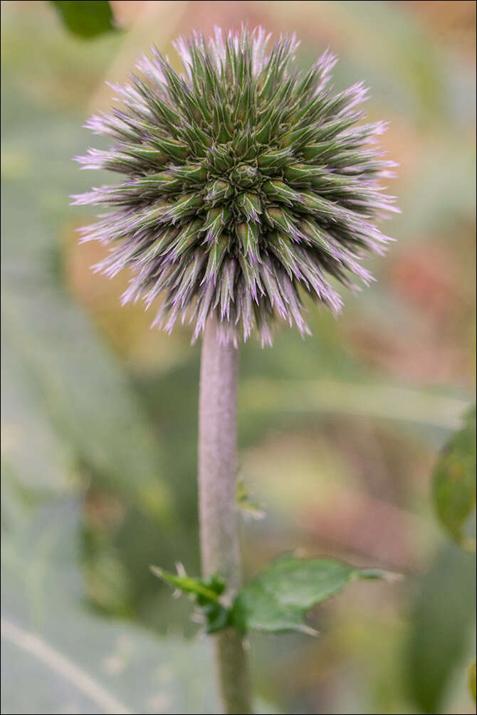 Image of tall globethistle