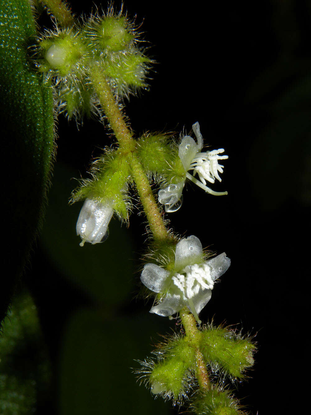 Image of Clidemia capitellata (Bonpl.) D. Don