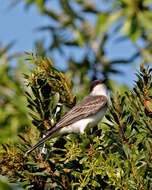 Image of Eastern Kingbird