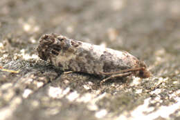 Image of Moth