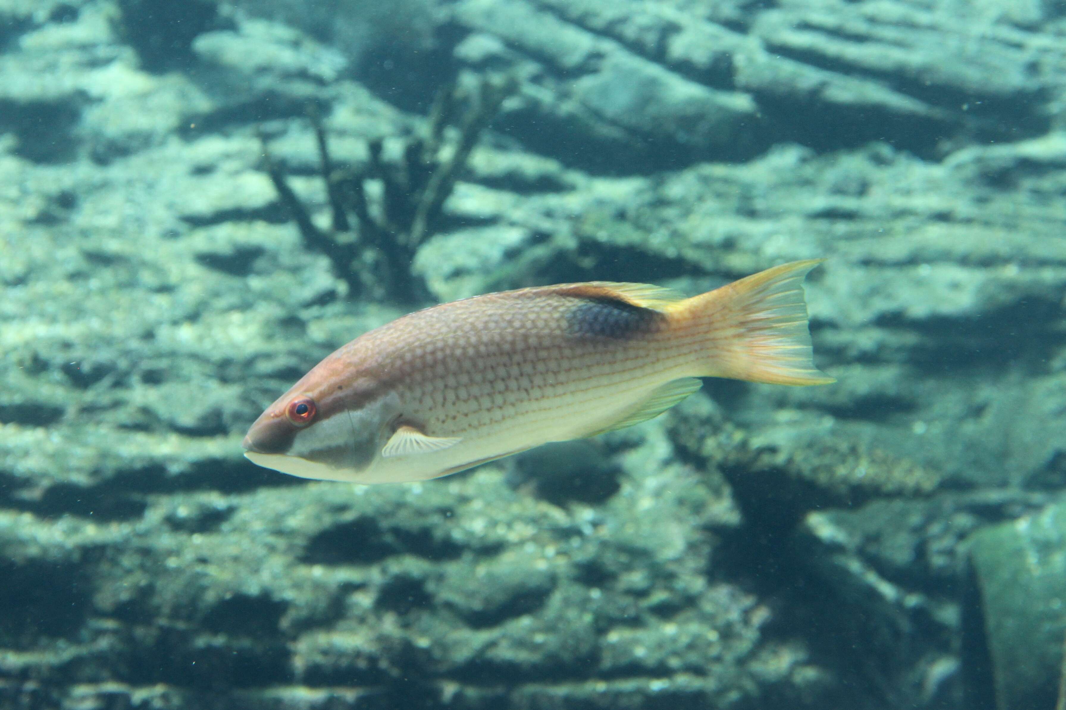 Image of Blackspot wrasse