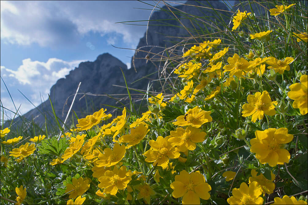 Image of Potentilla aurea L.