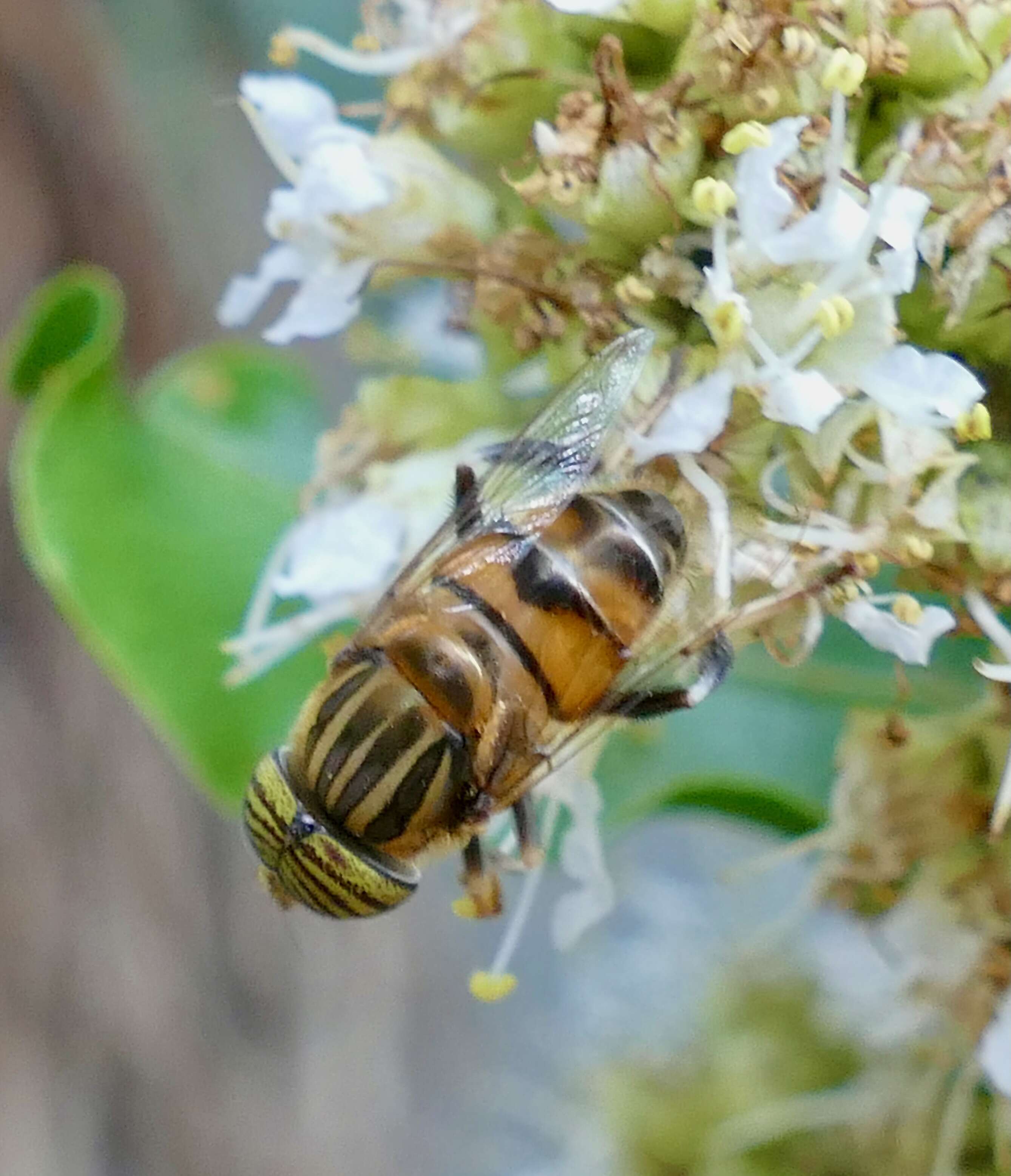 صورة Eristalinus quinquelineatus (Fabricius 1781)