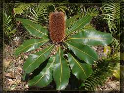 Image of Banksia robur Cav.