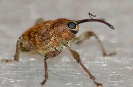 Curculio glandium Marsham 1802 resmi