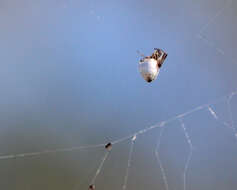 صورة Argyrodes nephilae Taczanowski 1873