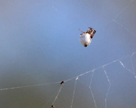 صورة Argyrodes nephilae Taczanowski 1873