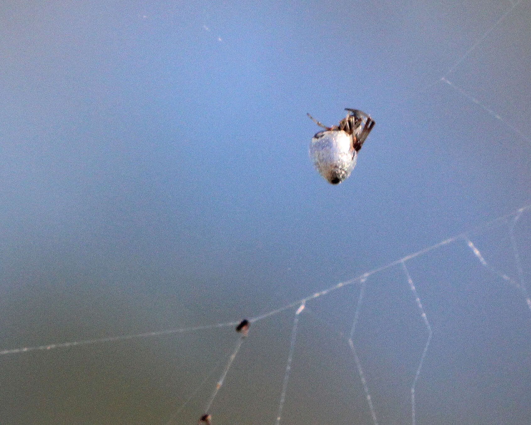 Image of Argyrodes nephilae Taczanowski 1873