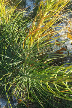 Image de Asphodeline lutea (L.) Rchb.