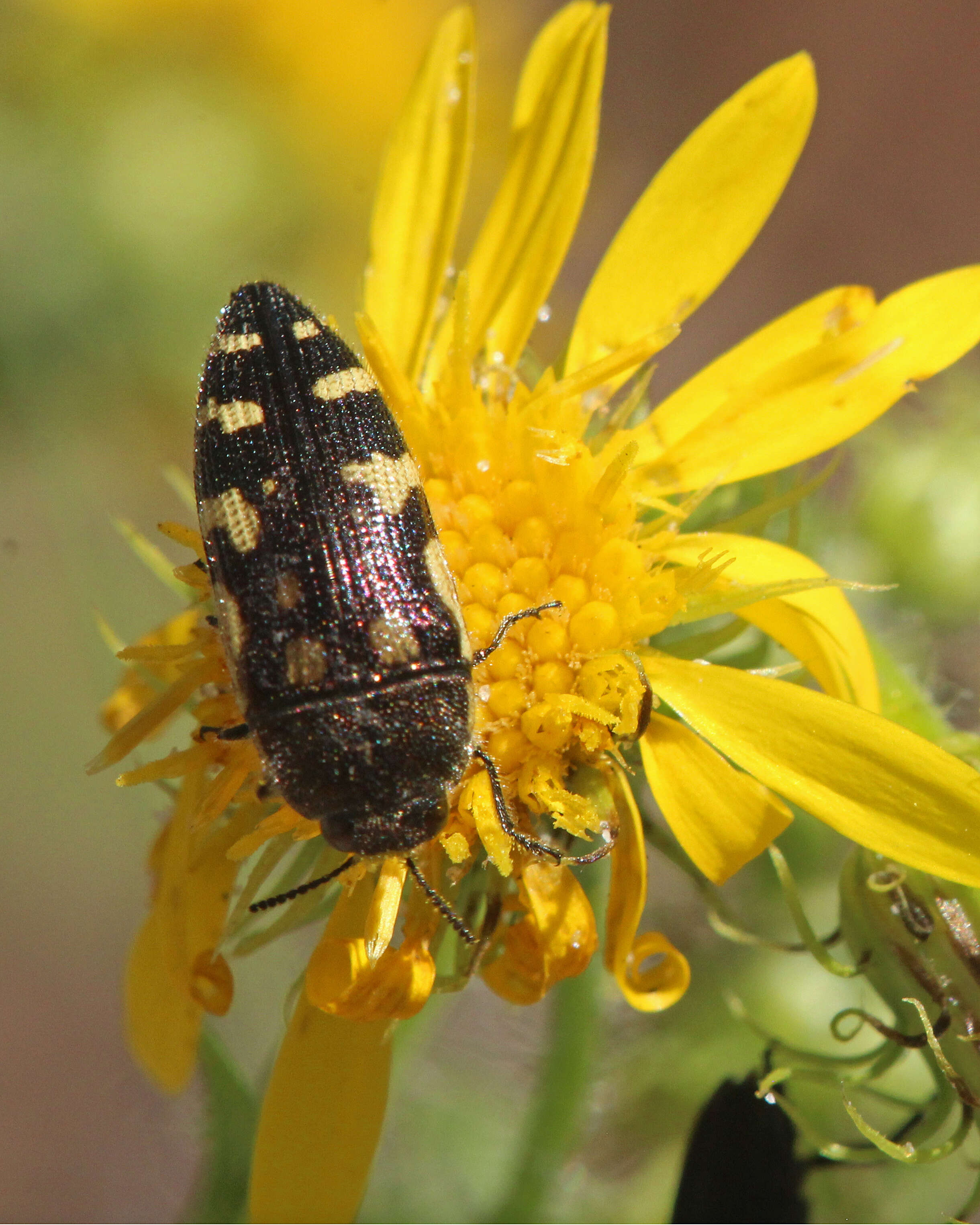 Image of Acmaeodera pulchella (Herbst 1801)