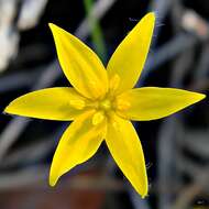 Image of fringed yellow star-grass