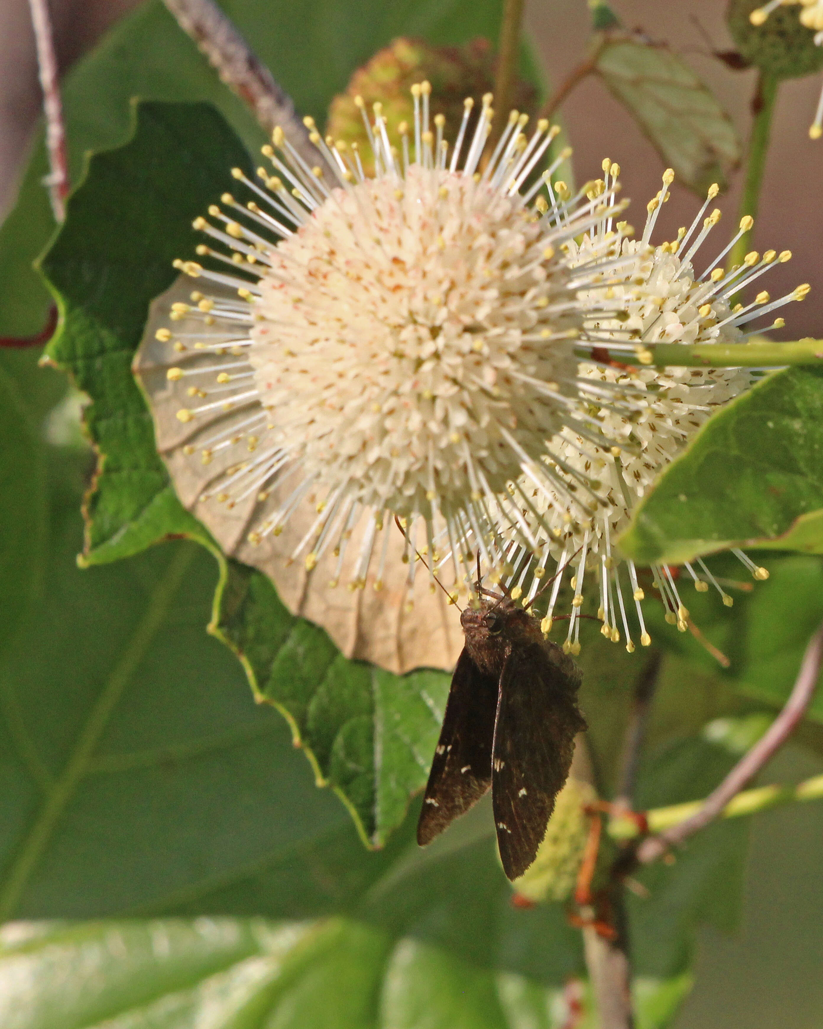 Image of Northern Cloudywing