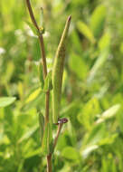 Imagem de Asclepias connivens Baldw. ex Ell.