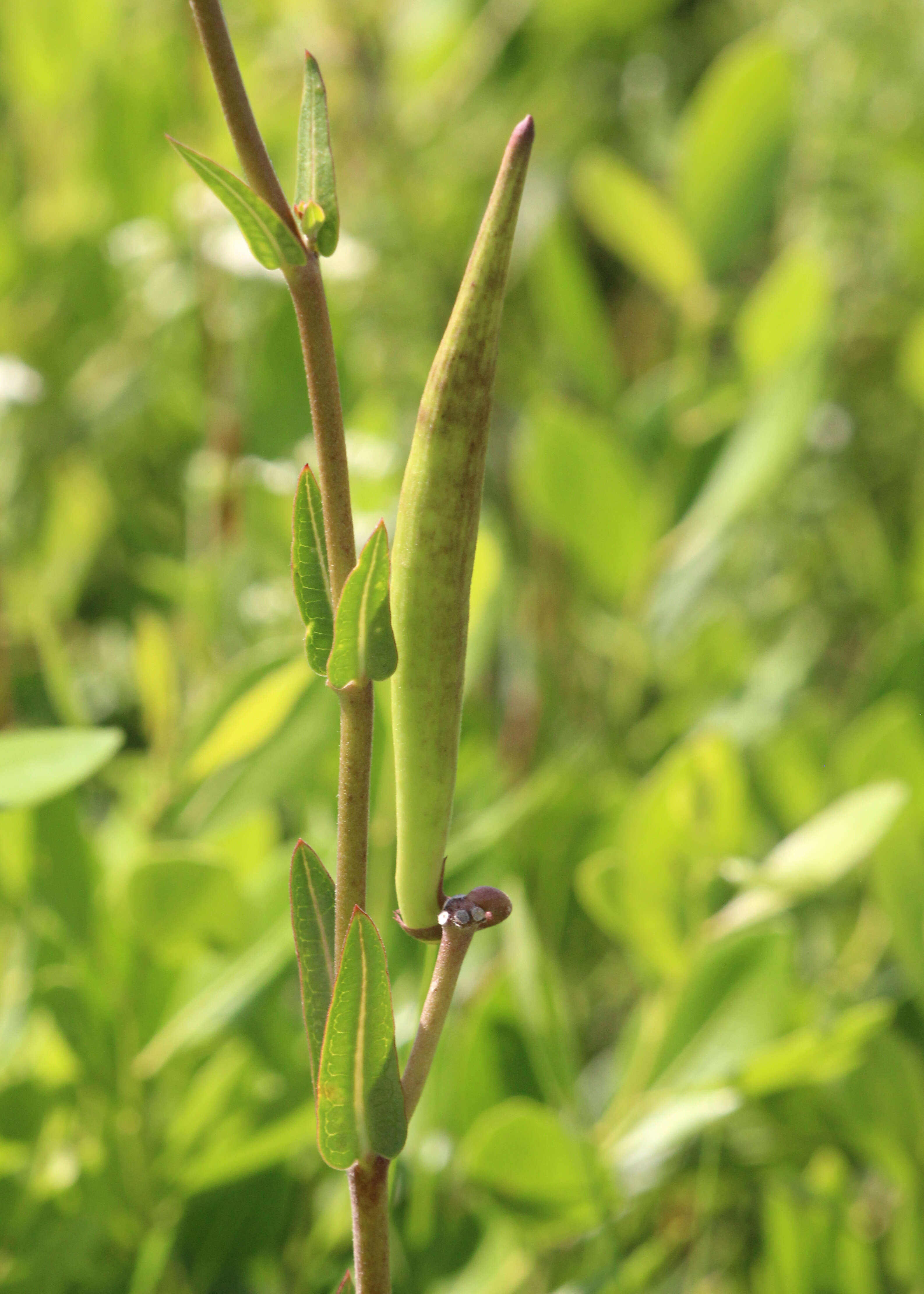 Imagem de Asclepias connivens Baldw. ex Ell.