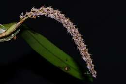 صورة Bulbophyllum lilacinum Ridl.