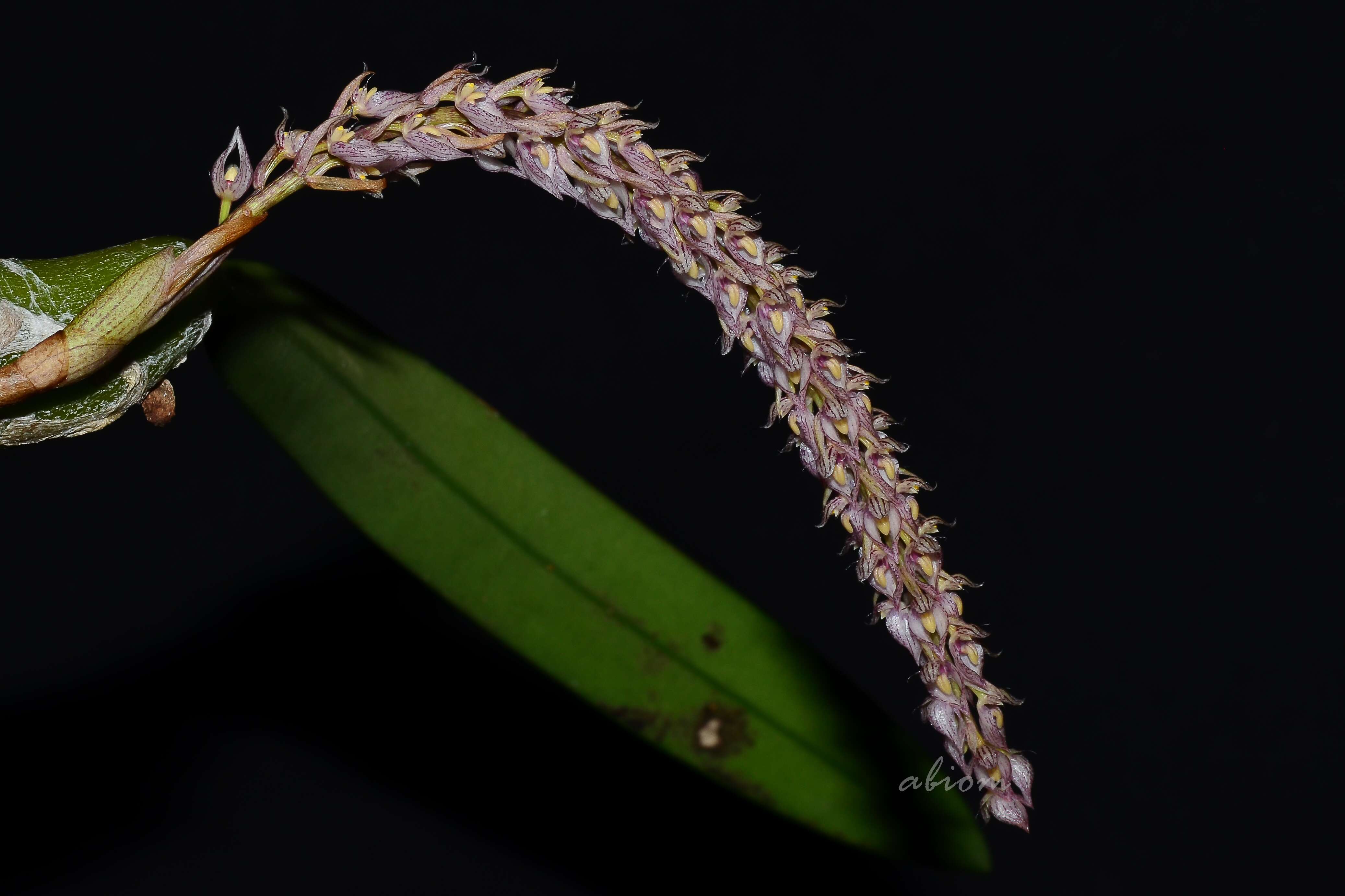 صورة Bulbophyllum lilacinum Ridl.