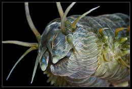 Image of Clam Worm