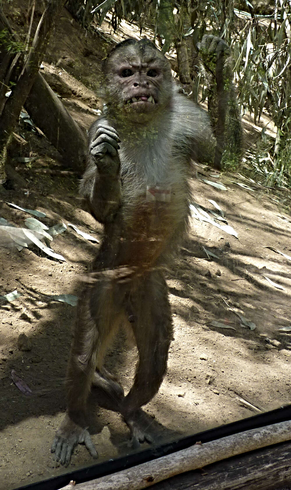 Image of White-fronted Capuchin