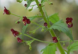 Scrophularia peregrina L. resmi