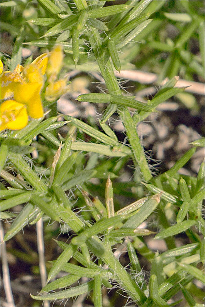 صورة Genista sylvestris subsp. dalmatica (Bartl.) H. Lindb.