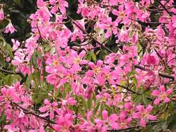 Image of Ceiba speciosa (A. St.-Hil., A. Juss. & Cambess.) P. Ravenna