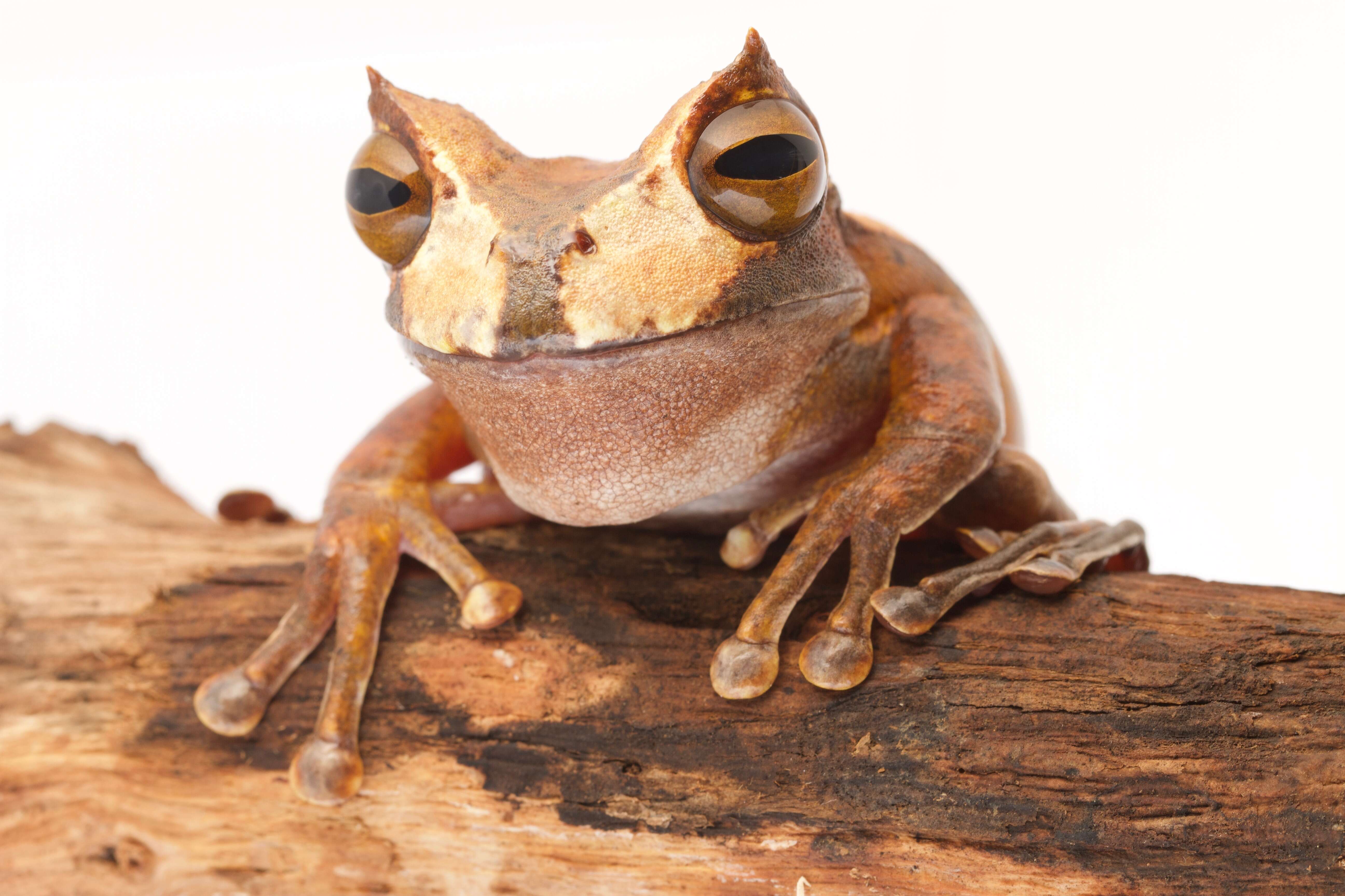 Image de Gastrotheca cornuta (Boulenger 1898)