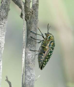 Слика од Julodis lucasi Saunders 1871