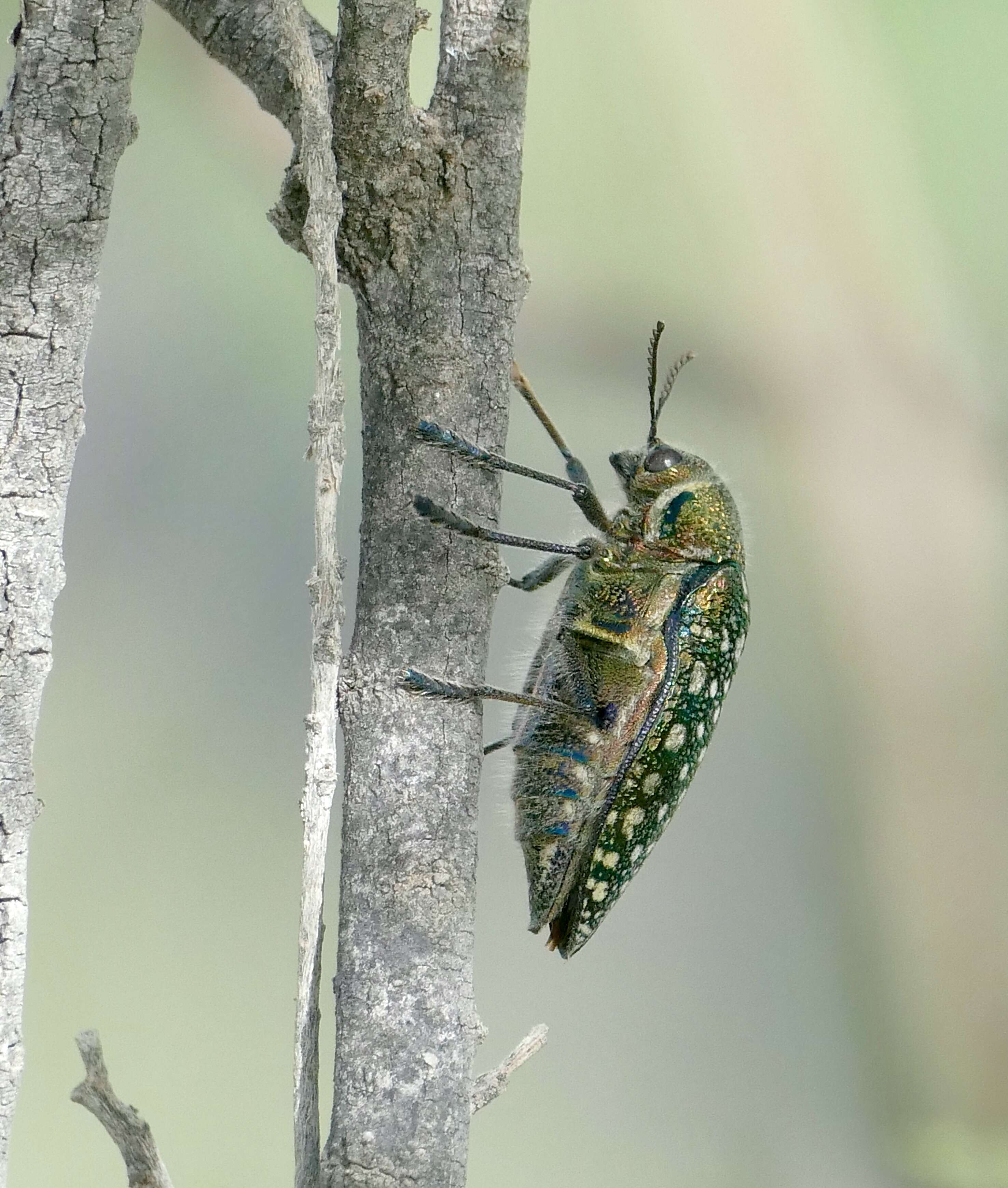 Image of Julodis lucasi Saunders 1871